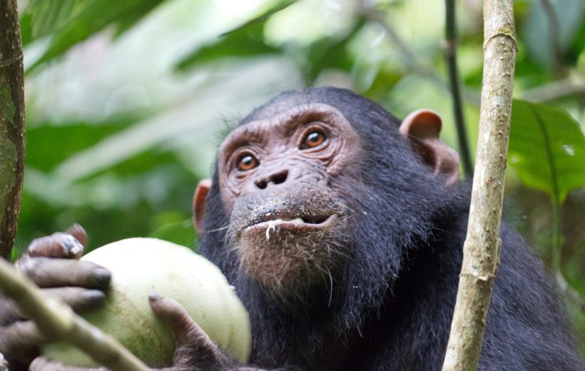 Laikipa Chimpanzee’s & Elephants Of Chyulu Hills