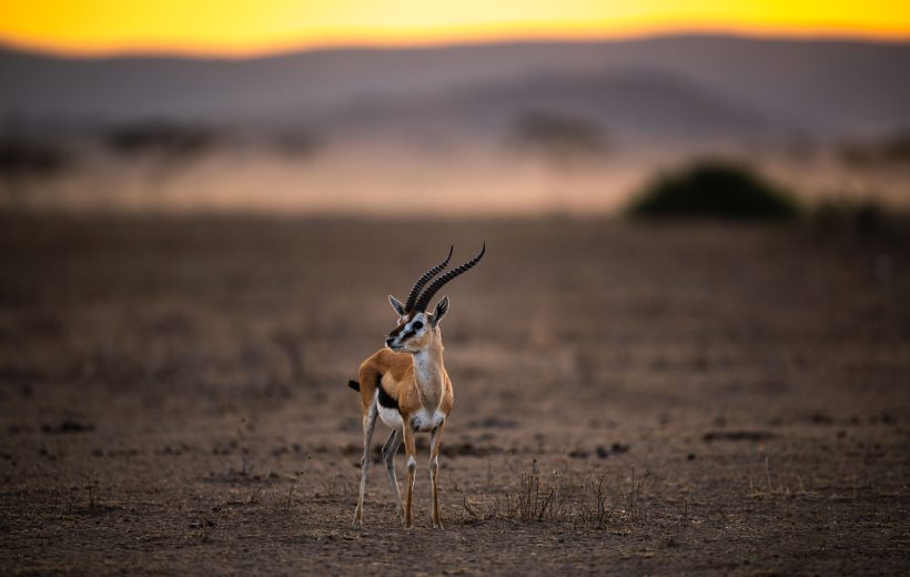 Samburu & Masai Mara Flying Safari