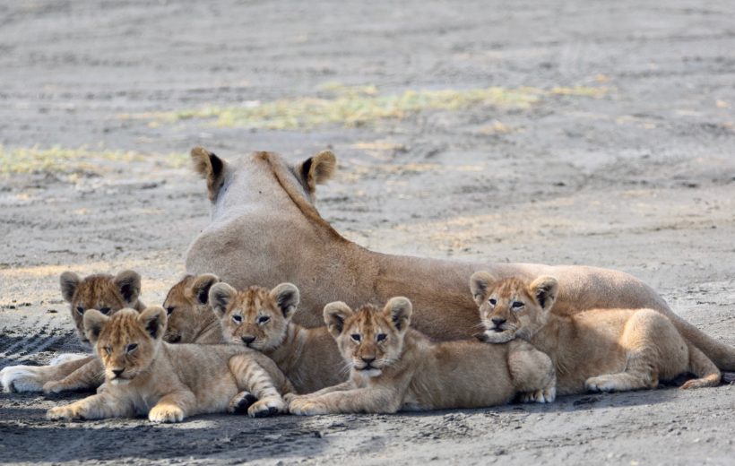 Amboseli National Park Safari
