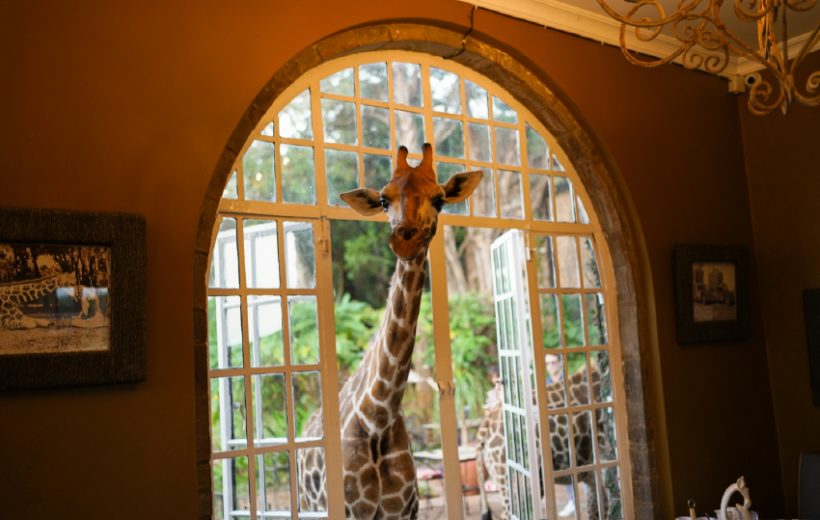 The Nairobi City Safari
