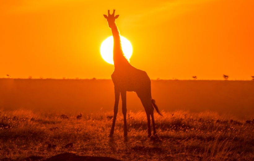 Tsavo East, Amboseli, Lake Naivasha & Masai Mara