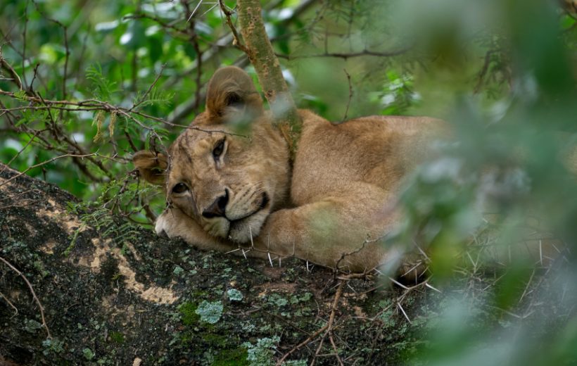 Lake Manyara & Ngorongoro Safari