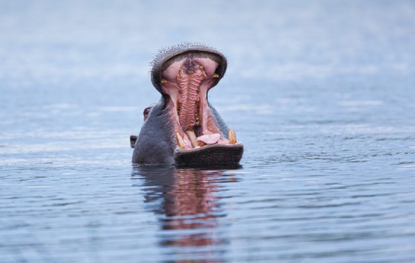 Kenya & Tanzania Classic Safari Package