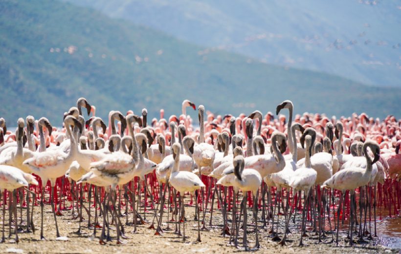 Best of Amboseli, Lake Naivasha & Maasai Mara