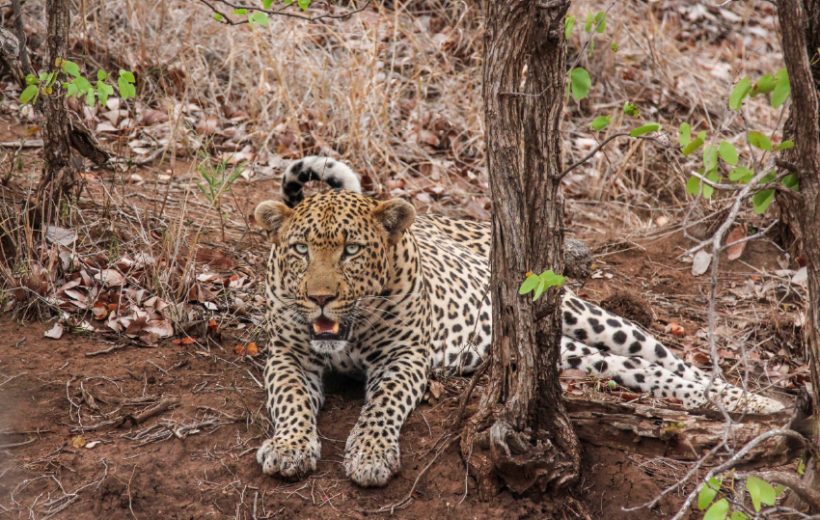 Samburu Flying Safari