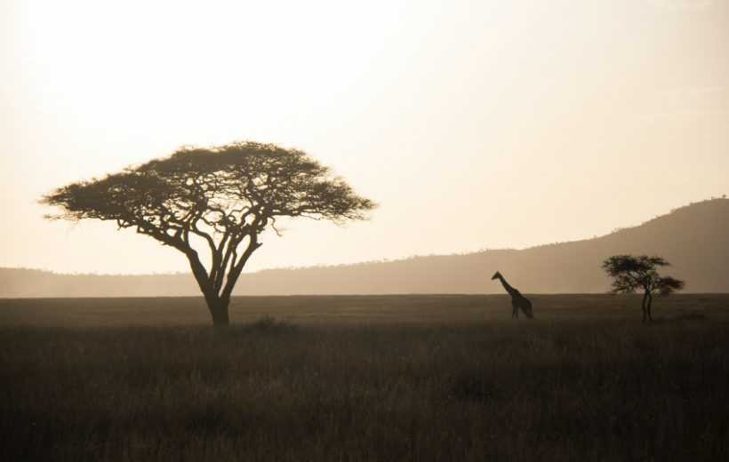 7 Day Tanzania Safari Tour