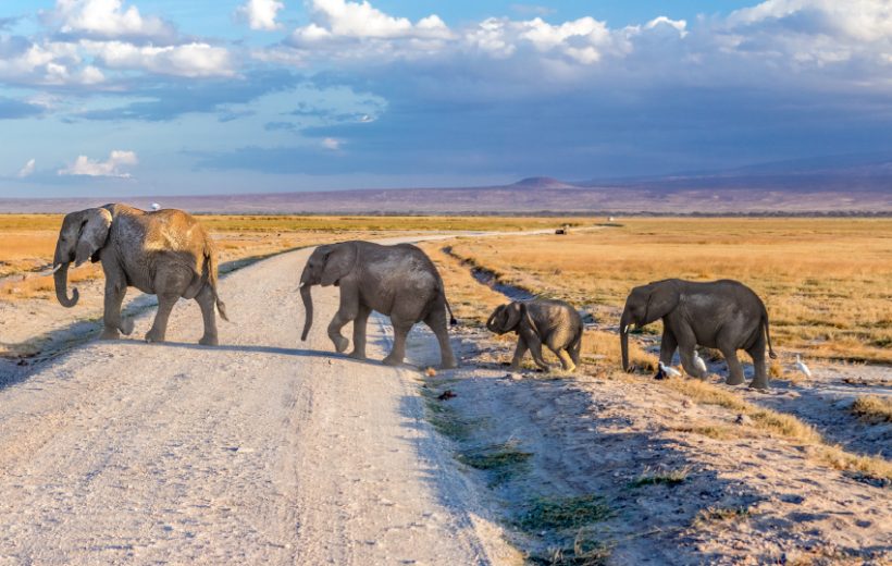 Amboseli Flight Safari