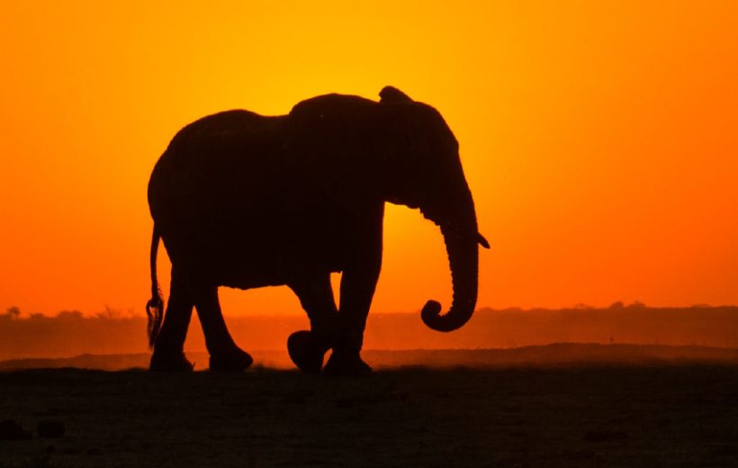 Amboseli, Tsavo West & Diani Beach Safari