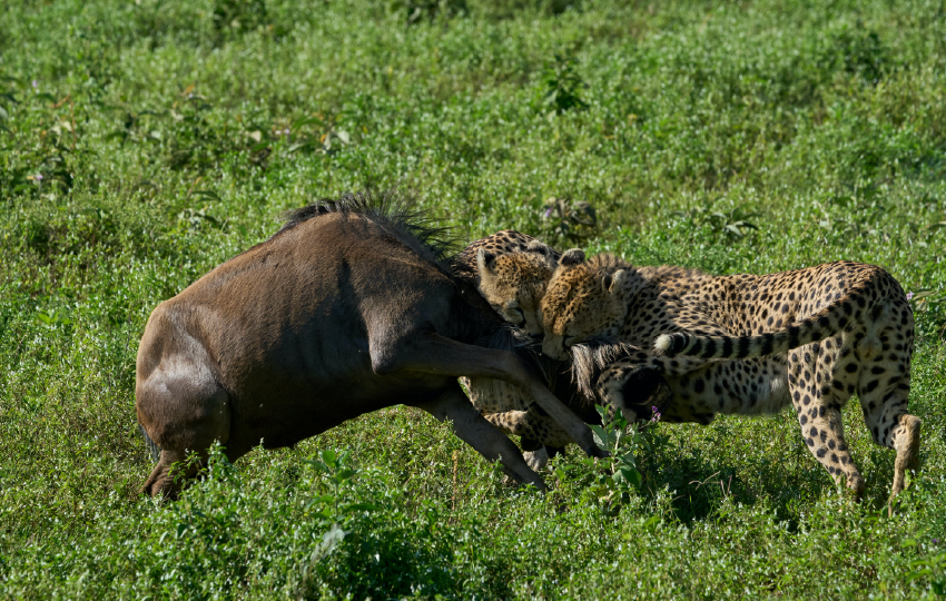 best Tanzania migration safaris
