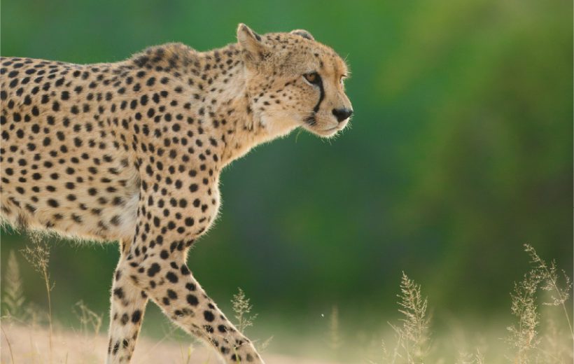 Masai Mara Kenya Safari Tour