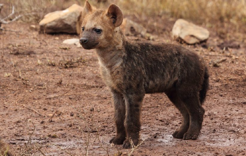 Amboseli, Tsavo West  & Taita Hills  Safari