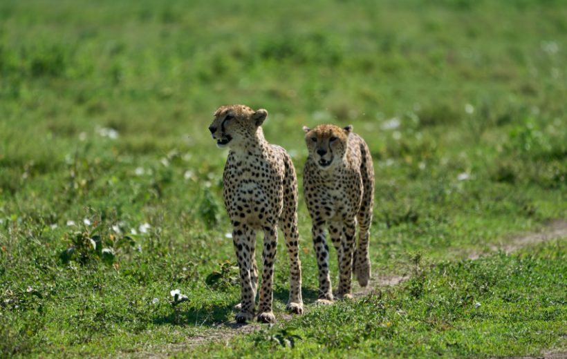 Best Of Kenya Tanzania Safari Tour