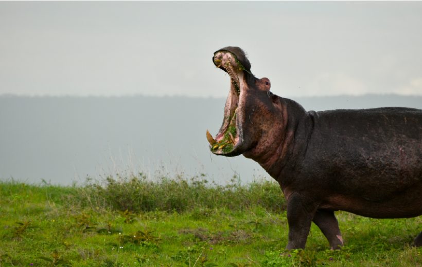 Masai Mara & Diani Beach Safari