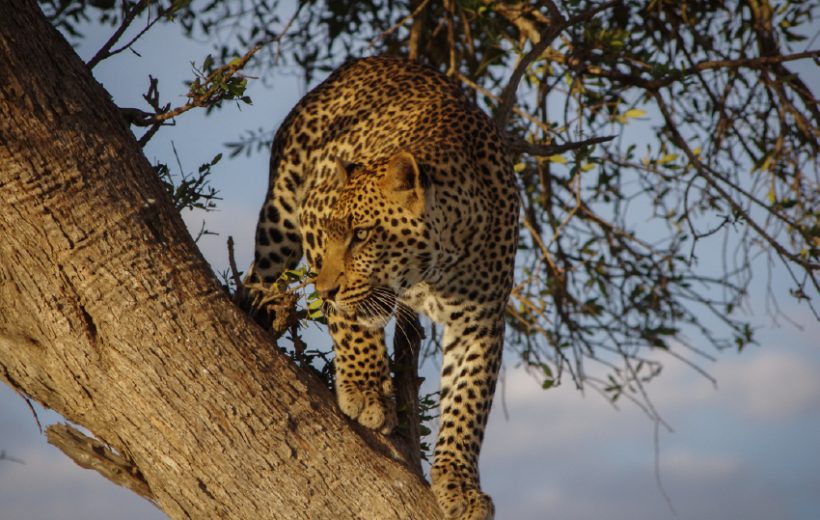 Masai Mara, Lake Nakuru & Lake Naivasha Safari - Hell's Gate