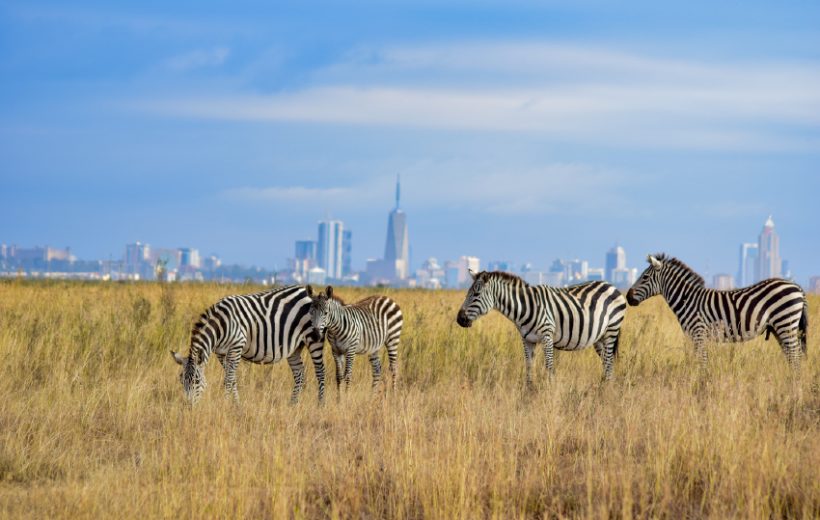 Nairobi National Park Day Tour
