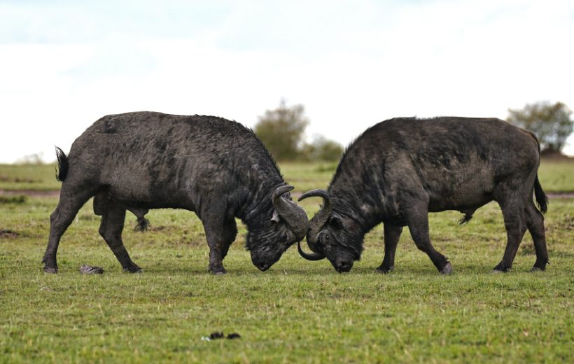 Lakes Nakuru & Naivasha Area Activities, Masai Mara