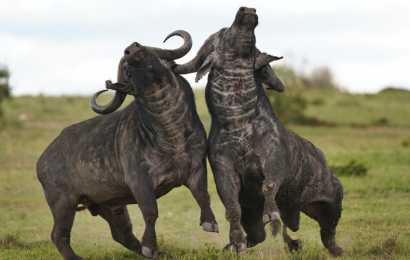 Amboseli, Meru & Masai Mara Fly-In