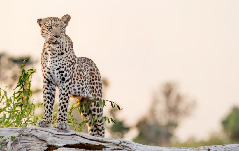 Luxury Masai Mara Safari
