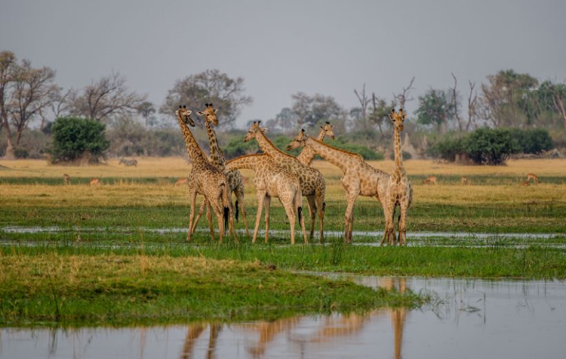 Amboseli National Park & Tsavo West
