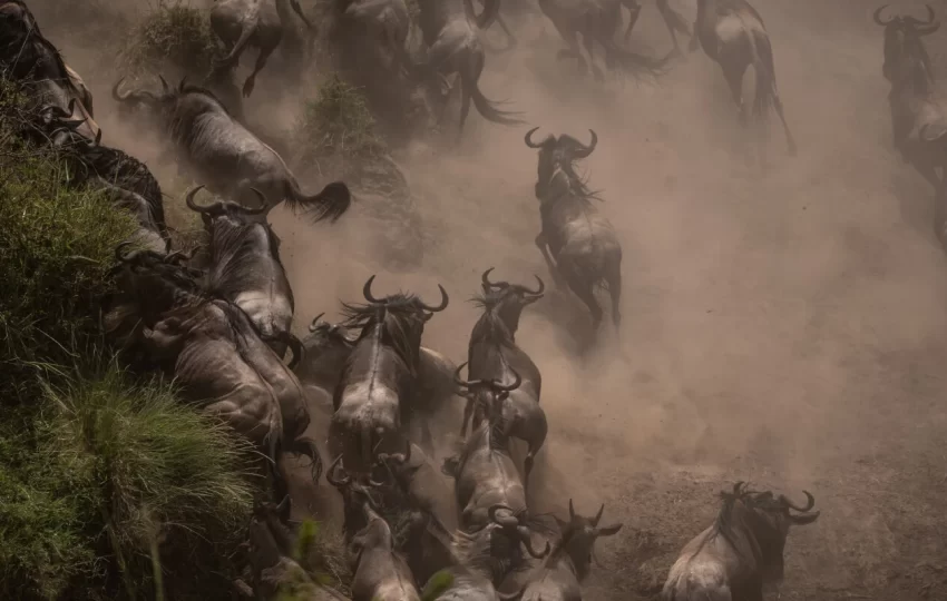 where to see migration safaris