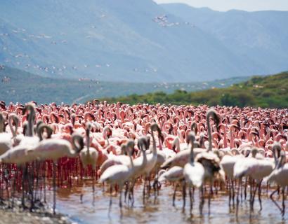 Lakes Nakuru, Baringo, Bogoria & Lake Naivasha