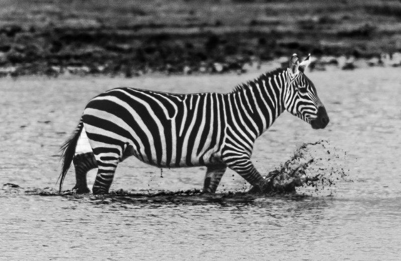 Great Migration Flying Safari Package