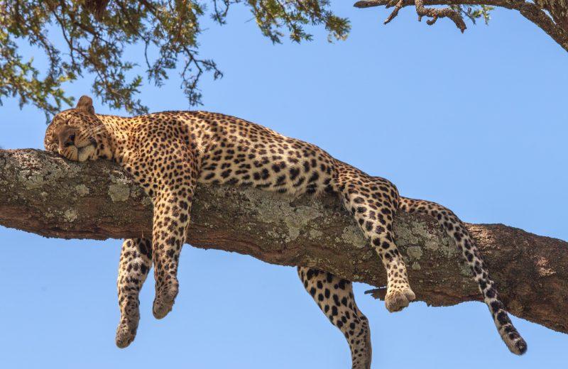 Amboseli, Lake Naivasha, Lake Nakuru & Masai Mara