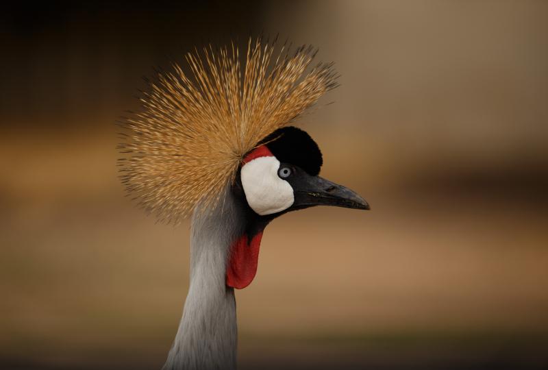 Kenya Wildlife Safari & Beach Holiday
