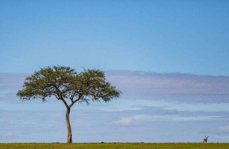 Samburu, Aberdare, Lake Nakuru, Lake Naivasha & Masai Mara