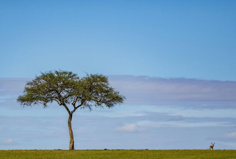 Lakes Nakuru, Naivasha & Masai Mara 