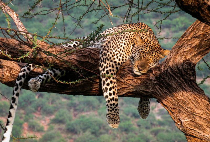 Masai Mara Experience Safari