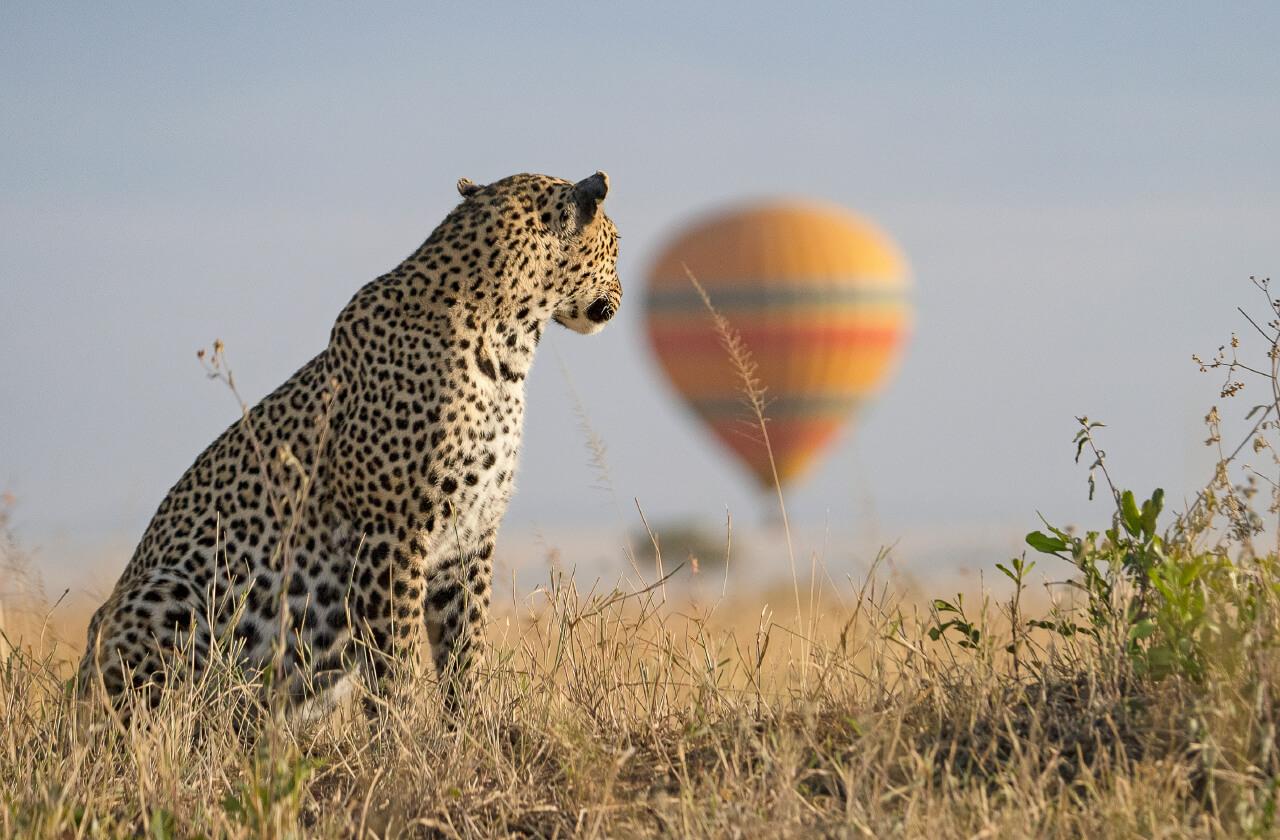 Samburu & Masai Mara Flying Safari