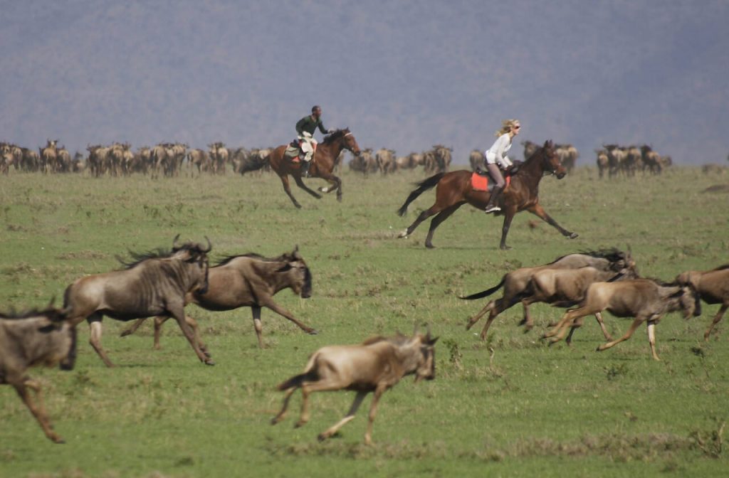 Mara Wildebeest Migration in Kenya