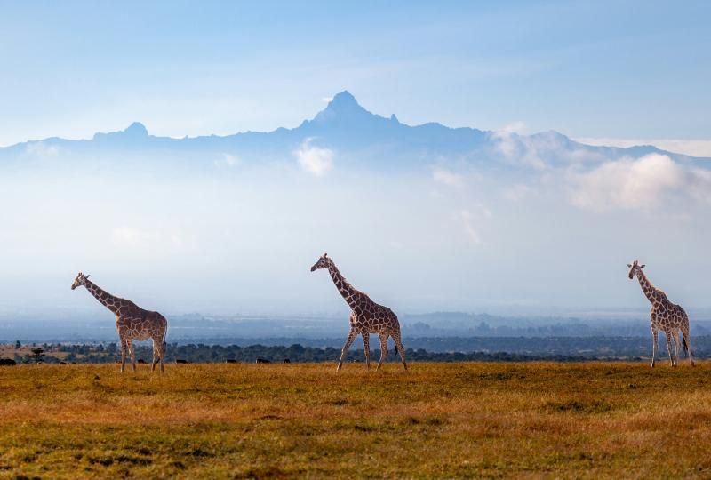 Ol Pejeta, Lake Naivasha & Masai Mara 