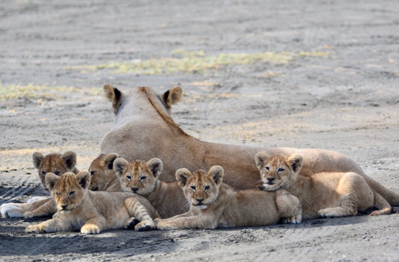 uzuri-safaris-tanzania-65N_pXX8-hE-unsplash